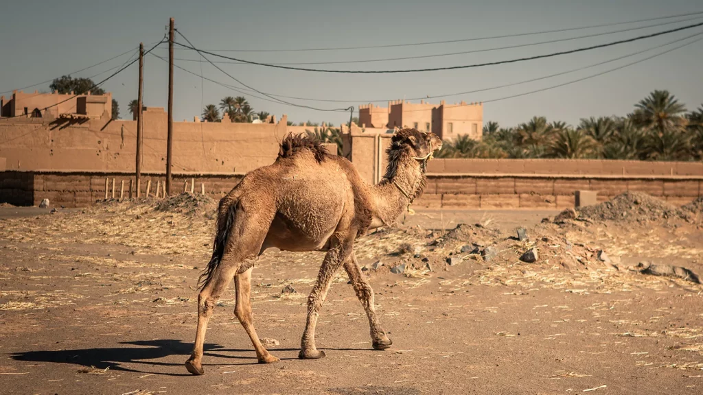 Escena de camello andando por el desierto de Merzouga en un viaje organizado por DS8 Rally experience