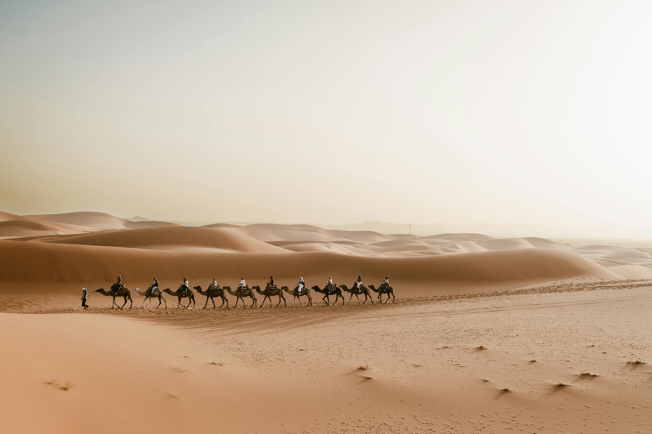 A picturesque camel caravan journey through Merzouga dunes in the Sahara Desert, Morocco.